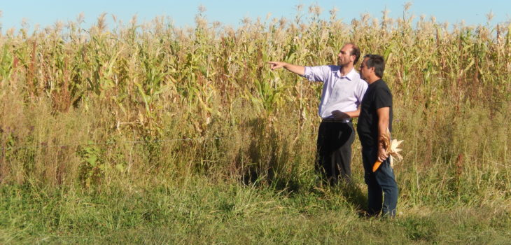 argentine-glyphosate-FIGRA_2019